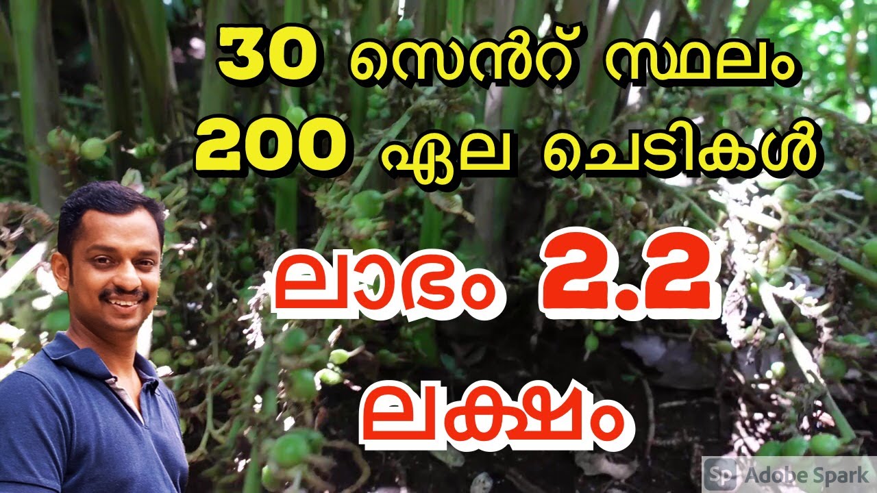 cardamom farming profit 