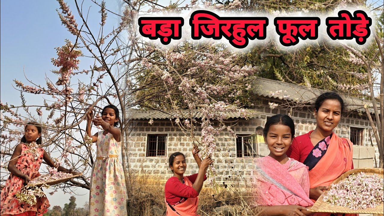 गांव का फेमास जिरहुल फूल की सब्जी बनाएं ll बड़ा जिरुल फूल  March 2026