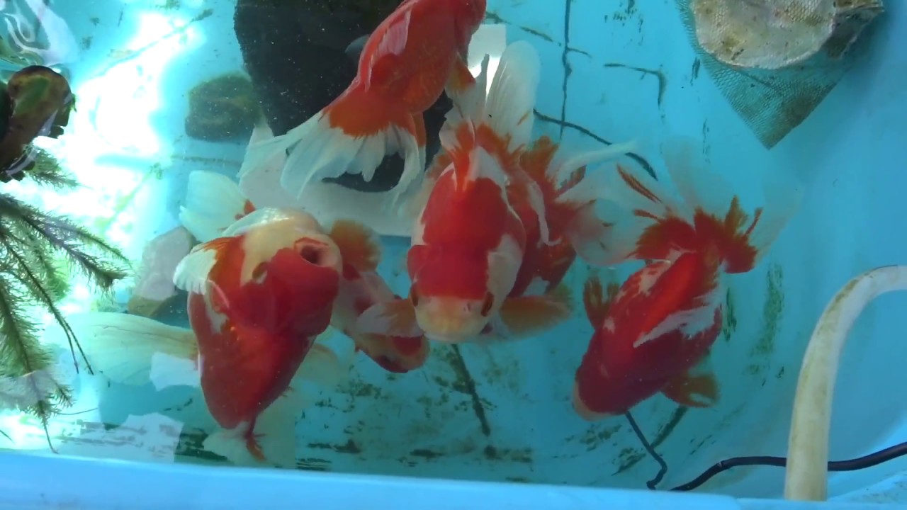 金魚マンションベランダ屋外タライ飼育 古澤琉金 Goldfish Youtube