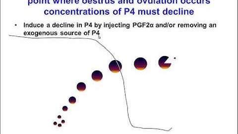 TV4001 Synchronisation of oestrus in cattle 4  Strategies for achieving synchronisation goals