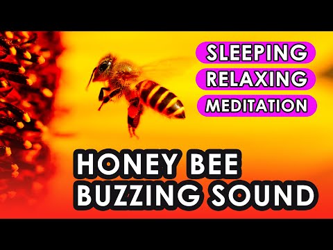Honey Bee Buzzing