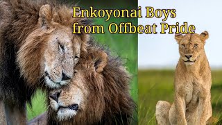 These Boys killed Jesse  Enkoyonai boys from Offbeat pride of Mara North Conservancy, Masai Mara