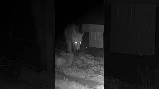 Loose rock, scared fox. (And a cub in the background going WTF??) #fox #foxcub #wildlife #jumpscare