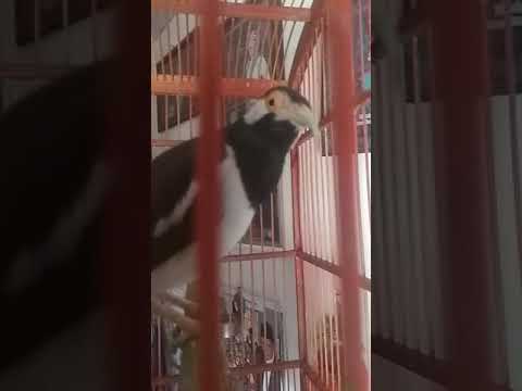 Burung jalak uret 35 JT di lelang 