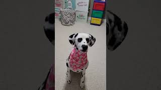 Hard To Choose Which Is My Favorite Her Heart Eyes Or Nose