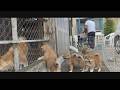 じいちゃんの秋田犬【大家族編】#54　伝わる愛情