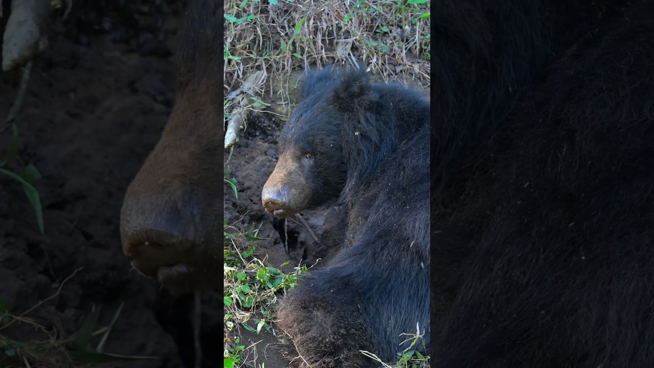 Sloth bear eating honey from hive in forest.