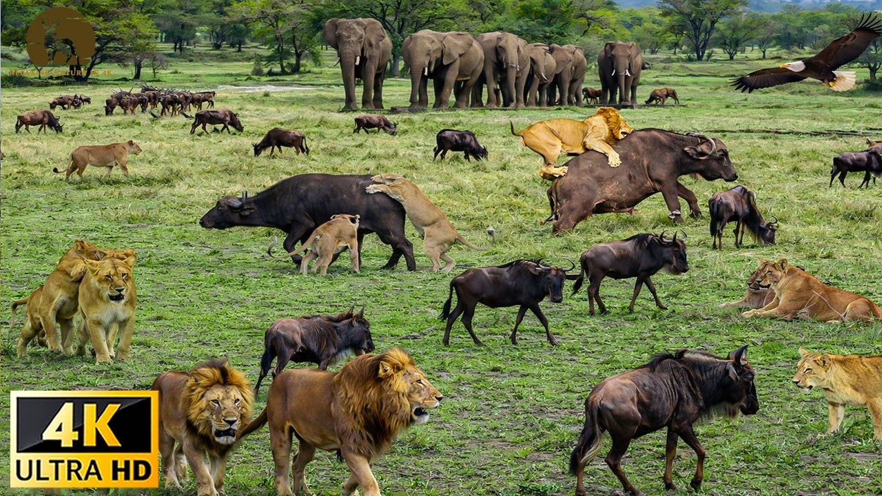 Nairobi National Park 4K 🌍 Incredible African Wildlife Safari Experience