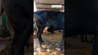 #motivation #youtubeshorts #cow #animalfarming #farming #dairyherd #dairyfarm