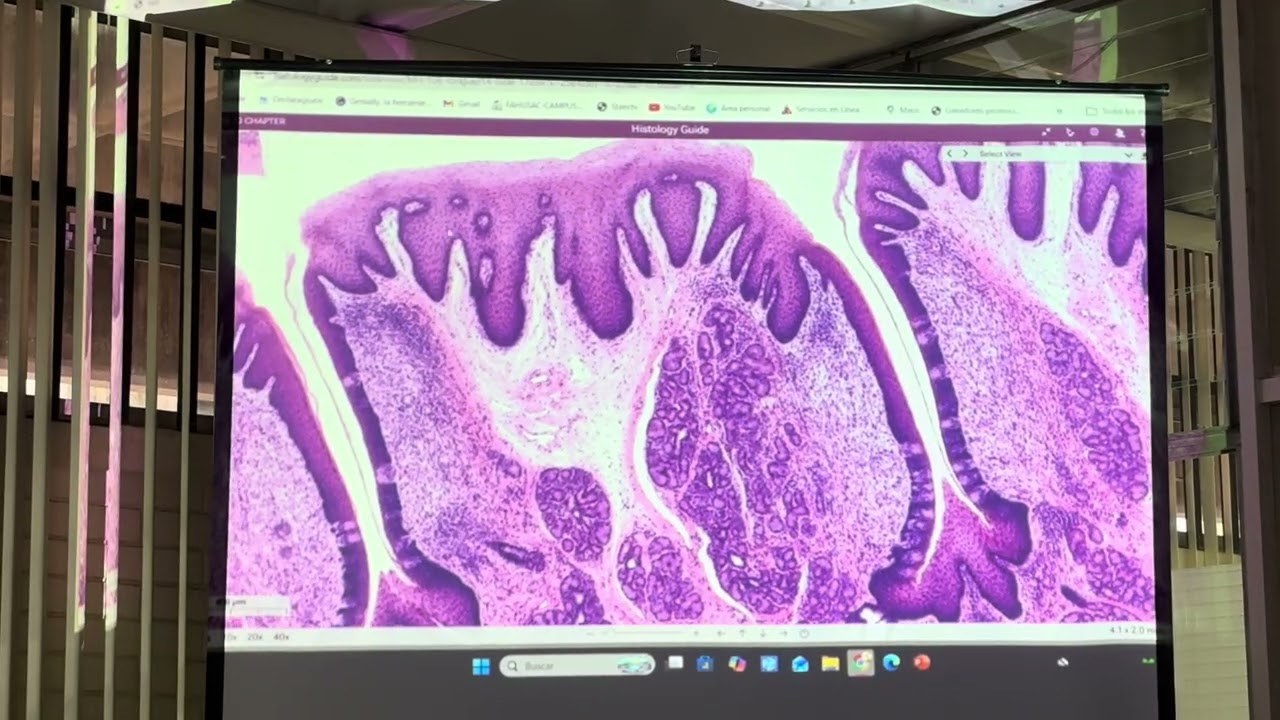 lab 8 - HE2 10/03/26