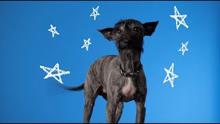 Meet Jayna and Kramer - Rose Canine Bed Bug Team The Bed Bug Detecting Dogs From Rose Pest Solutions