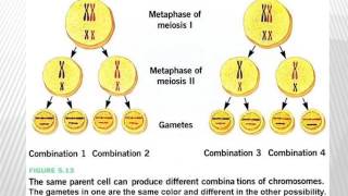 ANTH 4957 Genetics & Human History