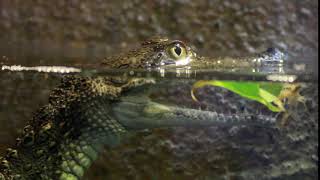 No Copyright Stock Footage - Baby Crocodile