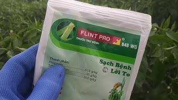 trị bệnh thôi ngọn rụng lá trên cây ớt