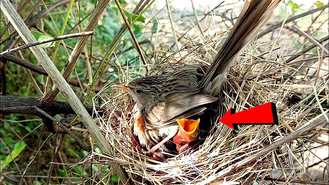 The bird put its leg on the baby's neck and the baby started crying