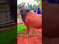 AMAZING COW VIDEO Shorts Short Youtube Youtubeshorts Shortvideo Viral Tiktok Foryou Ringtone AMAZING COW VIDEO Shorts Short Youtube Youtubeshorts Shortvideo Viral Tiktok Foryou Ringtone