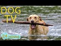 Dog tv entertaining cure boredom at home for dog  the best music to keep your dog happy