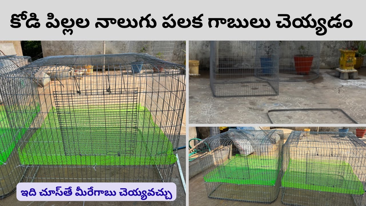 17 November 2025 కోడి పిల్లల నాలుగు పలక గాబులు చెయ్యడం #ఇది చూస్‌తే మీరేగాబు చెయ్యవచ్చు