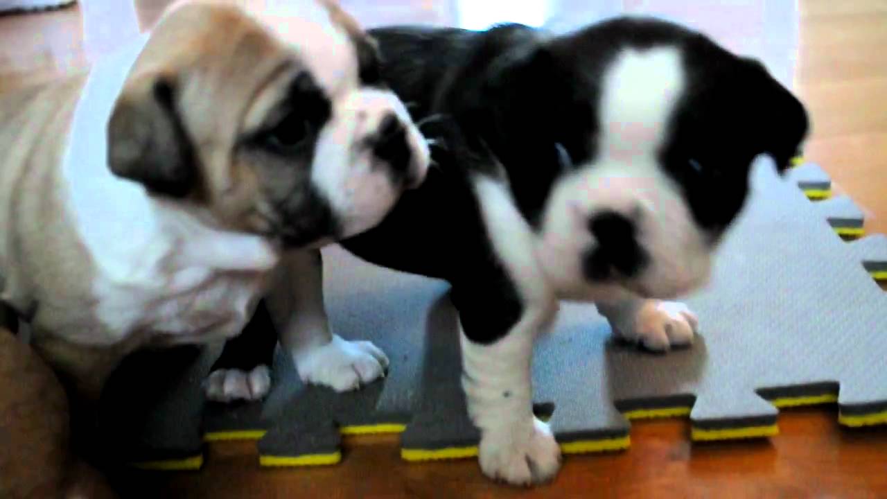 boston terrier and english bulldog