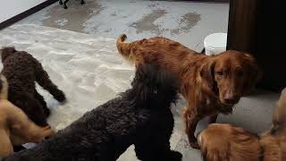 Dogs at Play:#dog #puppy by Unleashed DDC MT 319 views 1 month ago 12 seconds