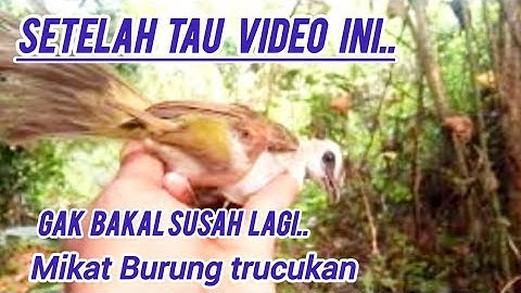 sangat mudah❗cara memikat burung trucukan dengan mp3