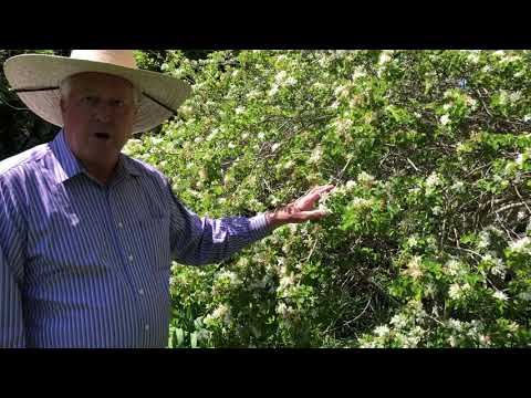 Video: Anacacho Orchid Tree - How To Grow An Orchid Tree