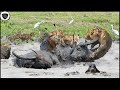 Lion Trapped In Buffalo Swamp Takes Advantage Of Opportunity To Destroy Brutal Lion