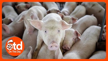 1971: Superpig Created to Save Your Bacon