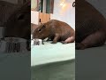 Why do you eat like that? 😂💗#capybara #capybaracafe #animalcafe #tokyo #水豚