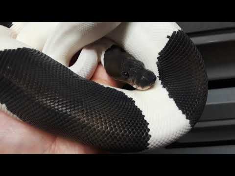Ball python Panda Pied UPDATE Feb 2021