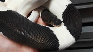 Famous Ball python Panda Pied UPDATE Feb 2021 Wealth