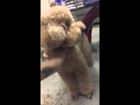 Video Cắt tỉa và nhuộm lông cho poodle - youtube