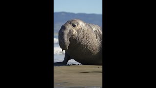 Морские слоны / Elephant seals