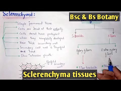 ಸ್ಕ್ಲೆರೆಂಚೈಮಾ ಅಂಗಾಂಶ ರಚನೆ ಮತ್ತು ಕಾರ್ಯಗಳು | ಸ್ಕ್ಲೆರೆಂಚೈಮಾ ಅಂಗಾಂಶಗಳ ವಿಧಗಳು | ವರ್ಗ Bsc ಸಸ್ಯಶಾಸ್ತ್ರ