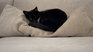 Let’s get all zened out with Charlie the cat