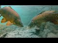 Lessons from fishing with underwater camera&#39;s