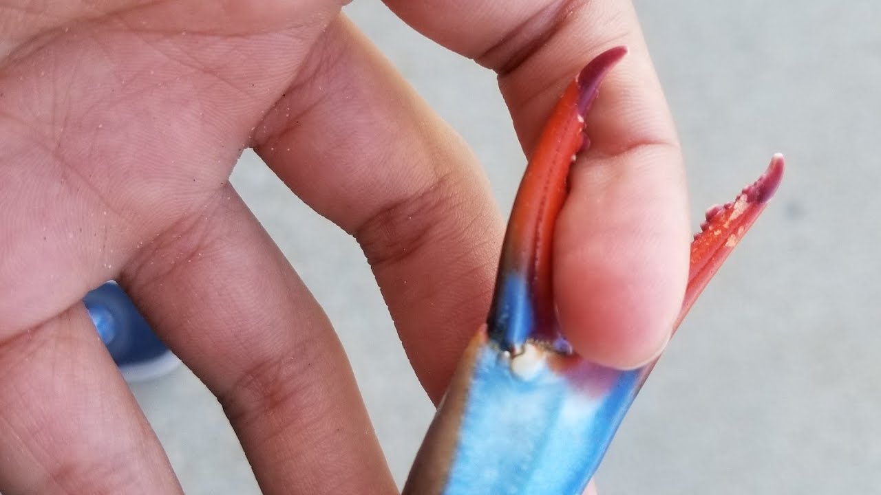 camera iphone 8 plus apk GIANT CRAB ENCOUNTER AT PUBLIC BEACH!!!