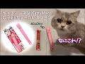 【猫】もっと! ちょーだいスプーン を使って猫ちゃんの大好きなチュールをあげました、ペロペロとってもかわいいです！