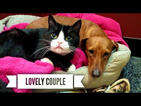 Video: Pinagtibay Ni Dachshund Ang Paralyzed Cat
