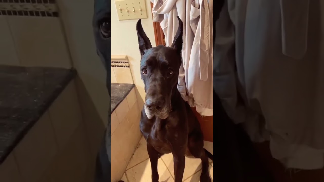 You’ll never guess how much the puppy weighs... 