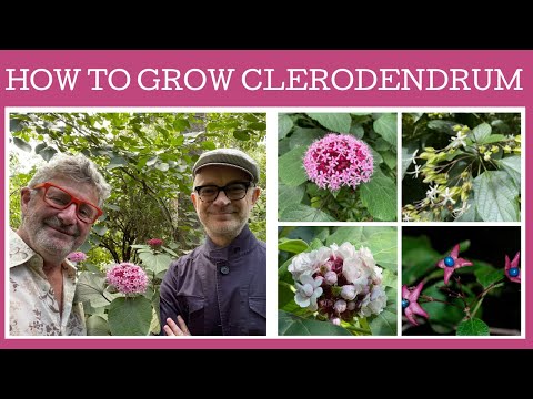 Vidéo: Harlequin Glorybower Care - En savoir plus sur Harlequin Glorybower Peanut Butter Bush