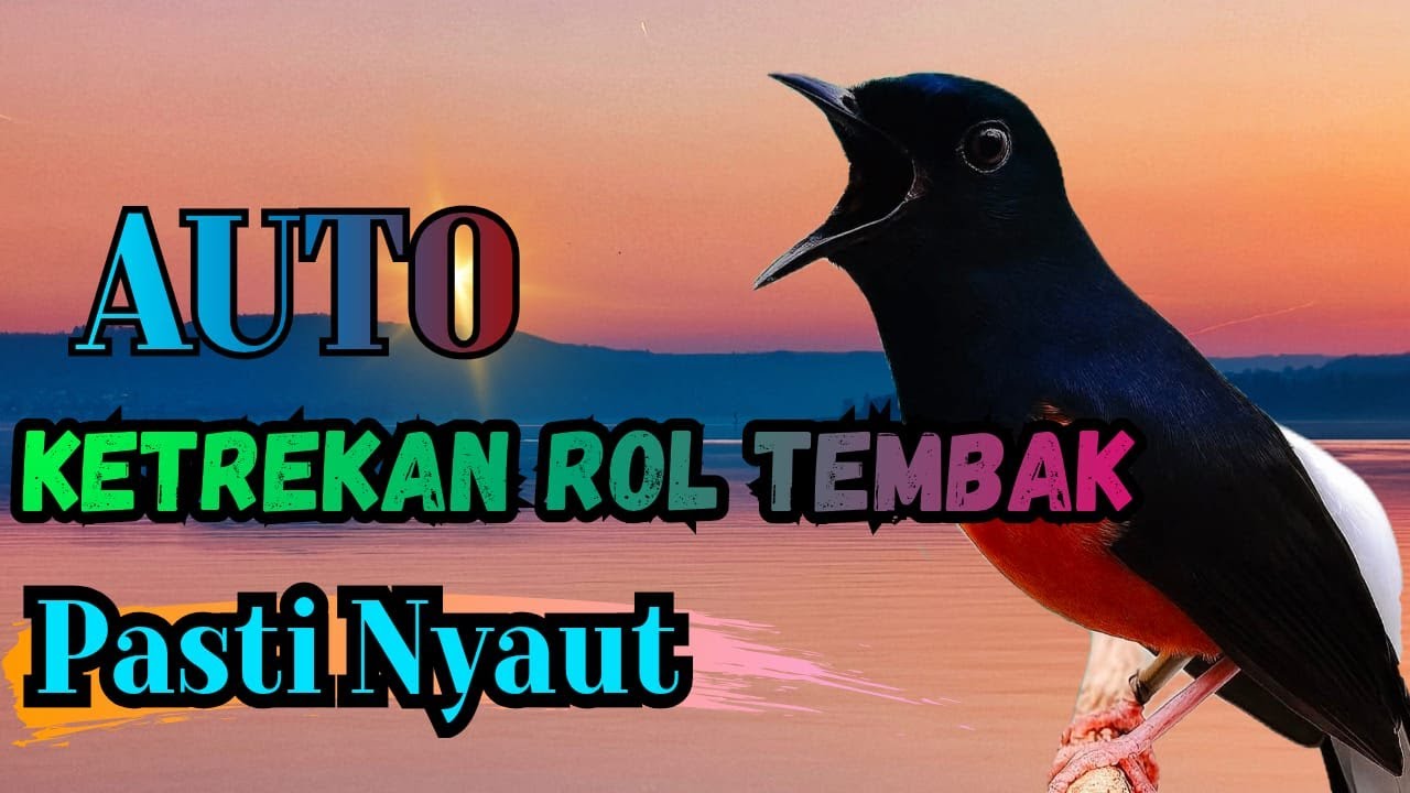 KETREKAN PAGI SORE MURAI BATU SANGAT AMPUH BUAT PANCINGAN AGAR MURAI BATU MACET MAU BUNYI GACOR