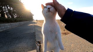 とにかく撫でられたい防波堤の野良猫