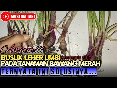 Video: Gejala Busuk Leher Bawang - Cara Mengobati Bawang Dengan Busuk Leher