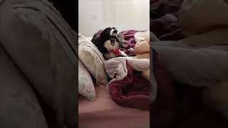 Dog Awaits Owner’s Return From Work While Revealing Its Teeth