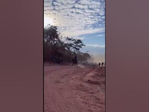 Peões pantaneiros tocando boiada com chicote de metal no Pantanal, Pantanal cowboys escorting the cattle with metal whip in Pantanal