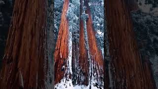 Высокий лес #зима #небо #путешествия #лес #Деревья #дерево #чаща #Зелень #туризм #россия #2024