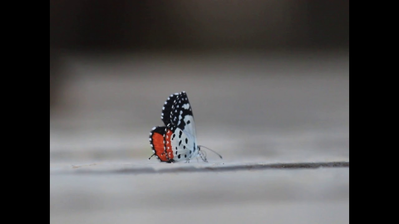 Red Pierrot (Talicada nyseus)