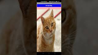 Cat app