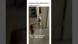 🐶🐶 #dog #funny #petshub #dogshorts #pets #petsunited